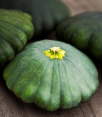Patizon Green Saucer F1 - Cucurbita pepo - semena - 5 ks