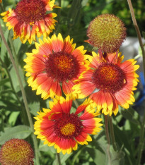 Kokarda velkokvětá - Gaillardia grandiflora - semena - 75 ks