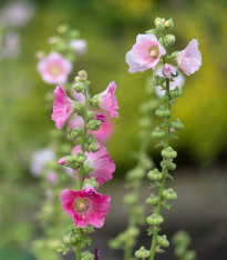 Topolovka plnokvětá růžová - Alcea rosea - semena - 0,4 g
