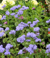 Nestařec mexický - Ageratum houstonianum - semena - 0,5 g