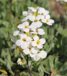 Huseník bílý - Arabis alpina - semena - 200 ks