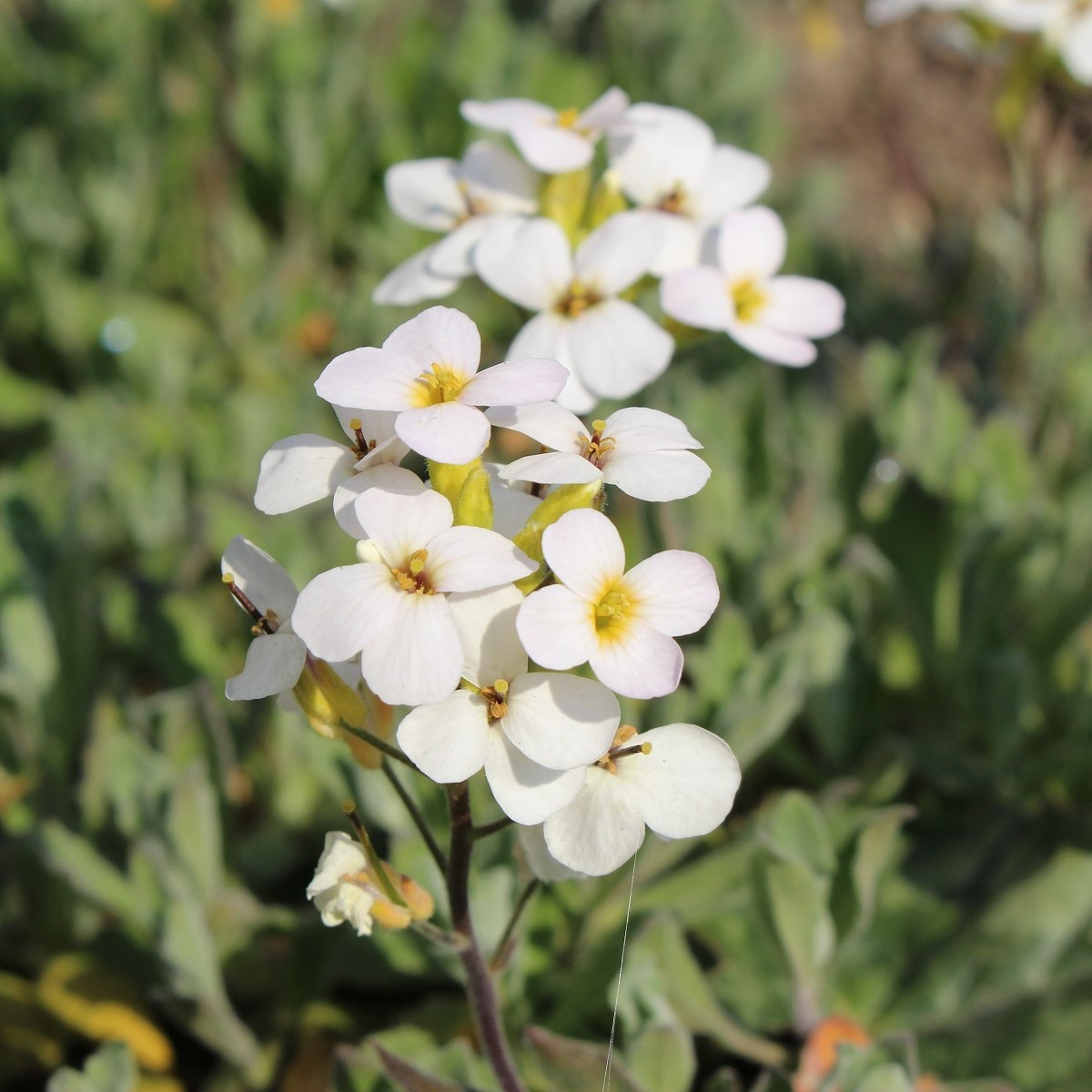 Huseník bílý - Arabis alpina - semena - 200 ks