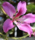 Orchidejový strom - Bauhinia purpurea - semena - 4 ks