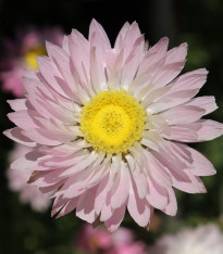 Časovka suchomážditá - Rhodanthe manglesii - semena - 100 ks