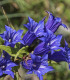 Hořec tolitovitý - Gentiana asclepiadea - semena - 10 ks