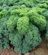 Kadeřávek zelený Kadet - semena - 200 ks