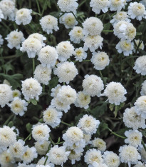 Řimbaba obecná - Tanacetum parthenium - semena - 15 ks