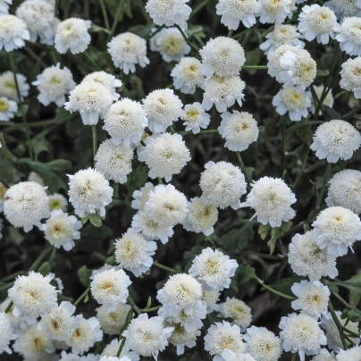 Řimbaba obecná - Tanacetum parthenium - semena - 15 ks