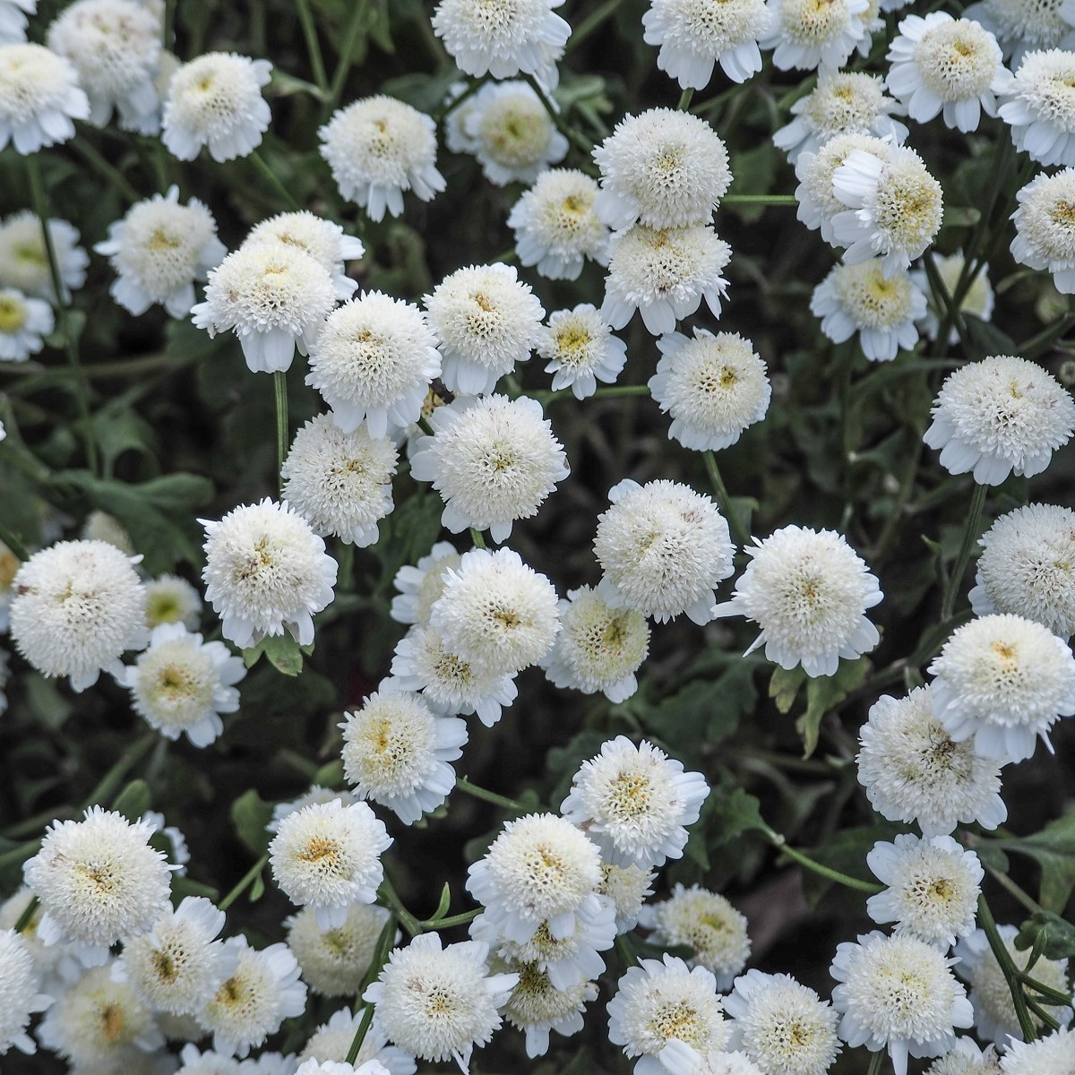 Řimbaba obecná - Tanacetum parthenium - semena - 15 ks