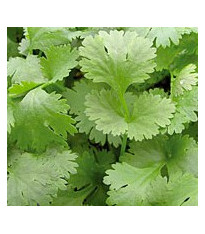 Koriandr setý Chechnya - Coriandrum sativum - semena - 100 ks