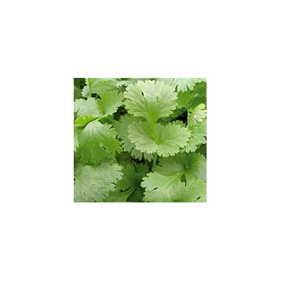 Koriandr setý Chechnya - Coriandrum sativum - semena - 100 ks