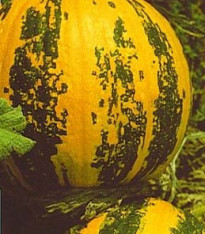 Dýně olejová štýrská Herakles - Cucurbita pepo - semena - 5 ks