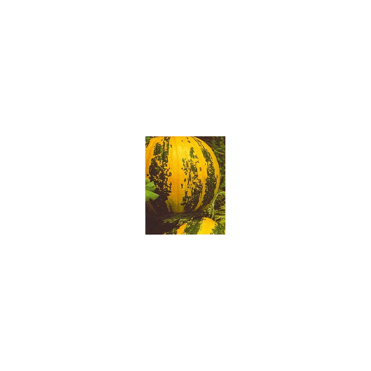 Dýně olejová štýrská Herakles - Cucurbita pepo - semena - 5 ks
