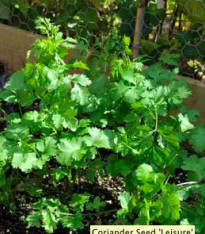 Koriandr setý Leisure - Coriandrum sativum - semena - 100 ks