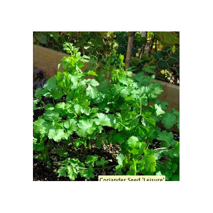 Koriandr setý Leisure - semena Koriandru - Coriandrum sativum - 100 ks