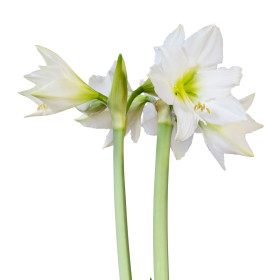 Amarylka - Hvězdník