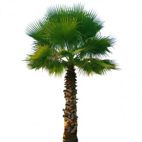 Palmy
