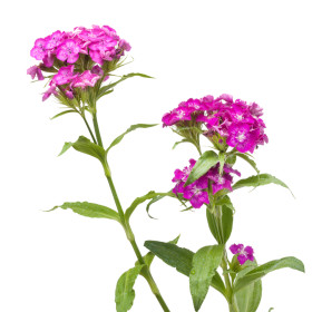 Hvozdík - dvouletky