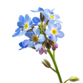 Pomněnka - dvouletky