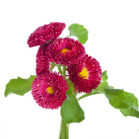 Sedmikráska - dvouletky