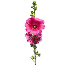 Topolovka - dvouletky