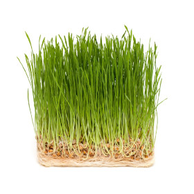 Travníky, travní směsi