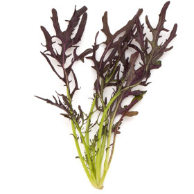 Ostatní listová zelenina