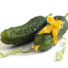 Okurky na naložení