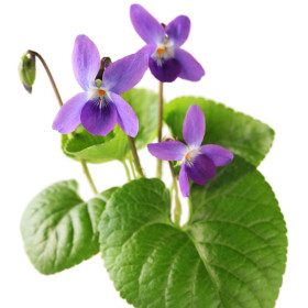 Violka