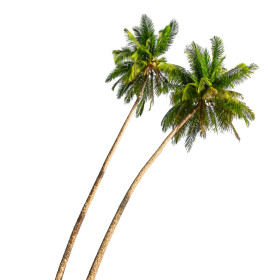 Juky, cykasy a palmy