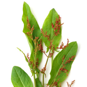 Šťovík - léčivka