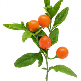 Solanum