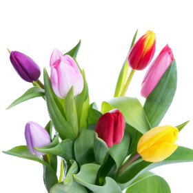 Okrasné rostliny – cibuloviny a sazenice