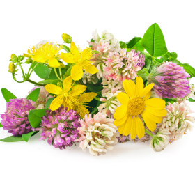 Okrasné rostliny - semena