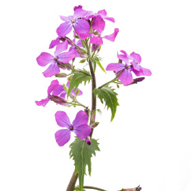 Měsíčnice - dvouletky