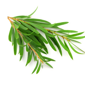 Tea tree, Čajovník