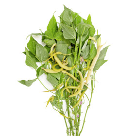 Keříčková fazole