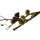 Ostatní jehličnany