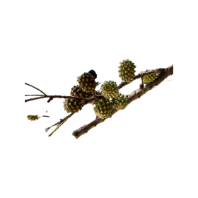 Ostatní jehličnany