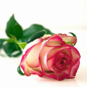 Okrasné rostliny – sazenice