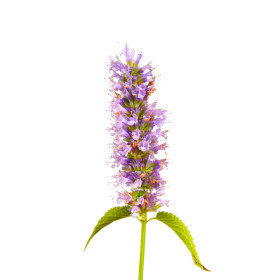 Agastache