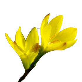 Badil