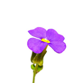 Tařička