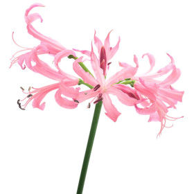 Nerine