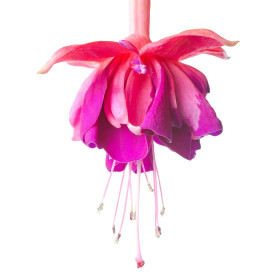 Fuchsie