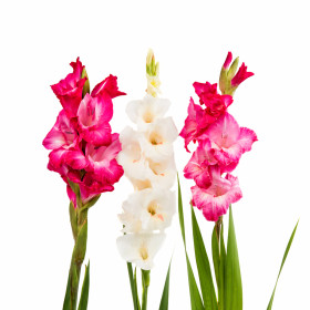 Gladiol