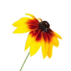 Třapatka / třapatkovka