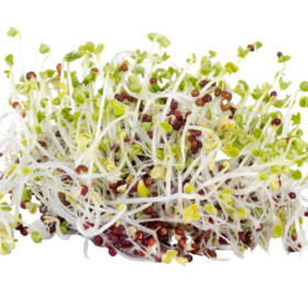 BIO semena na klíčky