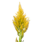 Nevadlec