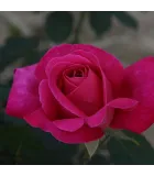 Růže keřové